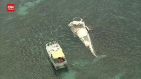 VIDEO: Puluhan Hiu Santap Bangkai Paus, Pantai Australia Ditutup