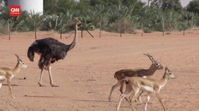 VIDEO: Menikmati Lancong Safari di Gurun Arab Saudi
