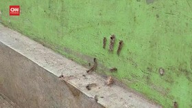 VIDEO: Ribuan Ulat Bulu Serang Pemukiman Warga
