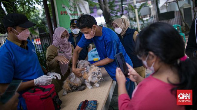 Jangan cuma gemas lihat wajah dan aksi lucu kucing peliharaan Anda. Tapi jangan lupa Anda juga wajib vaksinasi anak bulu Anda alias anabul.