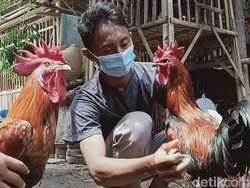 Cari Bisnis di Tengah Pandemi, Mau Coba Ternak Ayam Pelung?