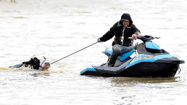 Warga Kanada menggunakan berbagai alat untuk menyelamatkan ternak dari banjir, mulai dari sampan hingga kano. Sejumlah warga bahkan menarik sapi pakai jetski.