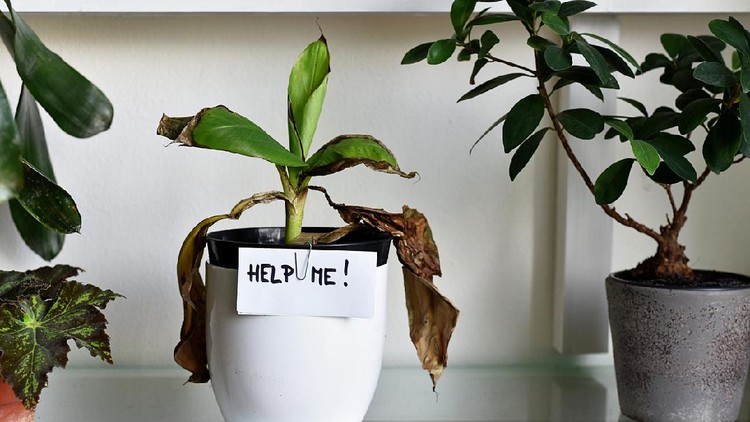 tanaman sick house plant, damaged leaves , home plant leaves dry