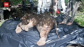 VIDEO: Anak Gajah Betina Yang Luka Kena Jerat Akhirnya Mati