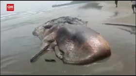 VIDEO: Paus Sperma 12 Meter Mati Terdampar di Papua
