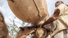 FOTO: Susu dan Daging Unta Penyelamat Warga Somalia