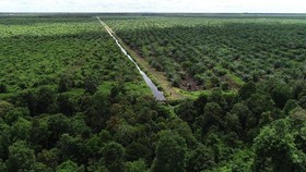 KLHK Sebut Permintaan Greenpeace Tidak Konsisten