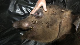 Viral Momen Haru Induk Gajah Temani Anaknya yang Mati Tertabrak Truk