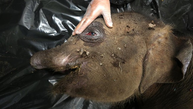 Seekor induk gajah liar tetap setiap menemani anaknya yang mati tertabrak truk di salah satu ruas jalan raya Malaysia pada Minggu (11/5).
