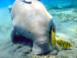 6 Fakta Unik Dugong, Ternyata Mudah Stres