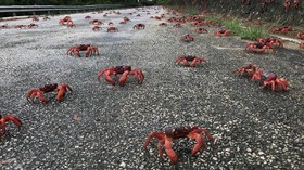 FOTO: Migrasi Tahunan Kepiting Merah di Pulau Christmas