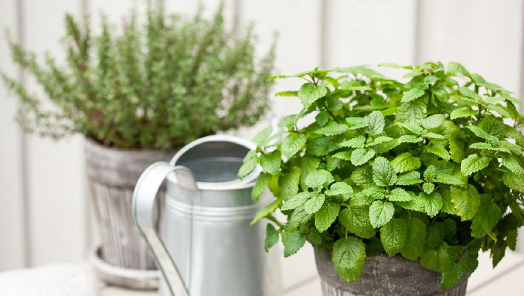 pappermint