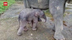 VIDEO: Gajah Sumatera lahir Di Tangkahan Sumatera Utara