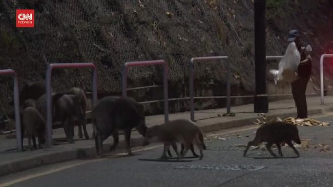 VIDEO: Kawanan Babi Hutan Serbu Jalanan Hong Kong