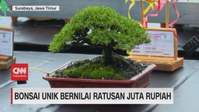 VIDEO: Bonsai Unik Bernilai Ratusan Juta Rupiah