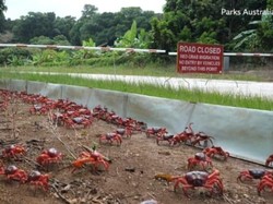 Cuaca Kering Ekstrem, Kepiting Merah Tunda Migrasi