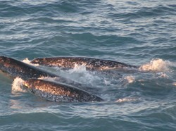 Unicorn Misterius di Laut yang Mirip Dugong, Seperti Apa Wujudnya?