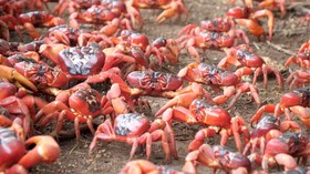 Migrasi Jutaan Kepiting Merah Australia, Jalan Raya Ditutup