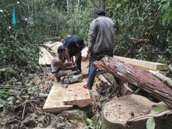 Polisi Ungkap Modus Operasi Anak Jenderal Babat Hutan Lindung di Riau