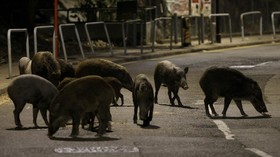 FOTO: Hong Kong Basmi Babi Hutan di Perkotaan