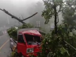 Bruk! Pohon Tumbang Timpa Mobil di Bogor