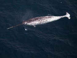 Dijuluki Unicorn Lautan, Paus Narwhal Punya Tanduk untuk Hal Ini
