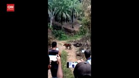 VIDEO: Harimau Yang Dekati Pemukiman, Dilepas Kembali Ke Habitatnya