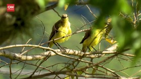 VIDEO: Wisata Pengamatan Burung Eksotis di Kolombia