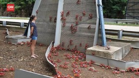 VIDEO: Migrasi Panjang Kepiting Merah Demi Kawin di Pantai