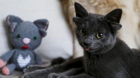 FOTO: Viral, Anak Kucing Punya Empat Telinga