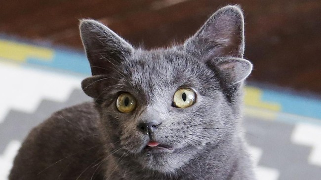 FOTO: Viral, Anak Kucing Punya Empat Telinga