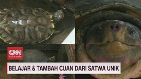 VIDEO: Belajar dan Tambah Cuan dari Satwa Unik