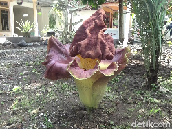 Bunga Bangkai Tumbuh di Depan Rumah Warga Lumajang