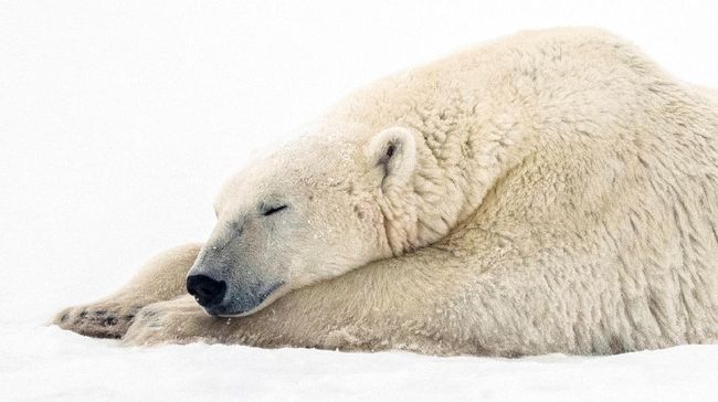 Hibernasi adalah fase tidur panjang yang dilakukan para hewan saat memasuki musim dingin. Simak proses hibernasi hewan dan contohnya.