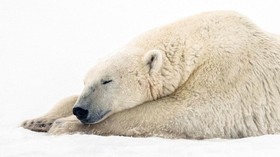 Pengertian Hibernasi pada Hewan dan Contohnya