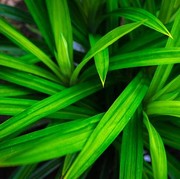 Ini Alasan Ilmiah Kenapa Pandan Ampuh Atasi Bau Badan, Ternyata Aromanya Serupa Popcorn!