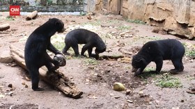 VIDEO: Langka, Beruang Madu lahir di Tempat Konservasi
