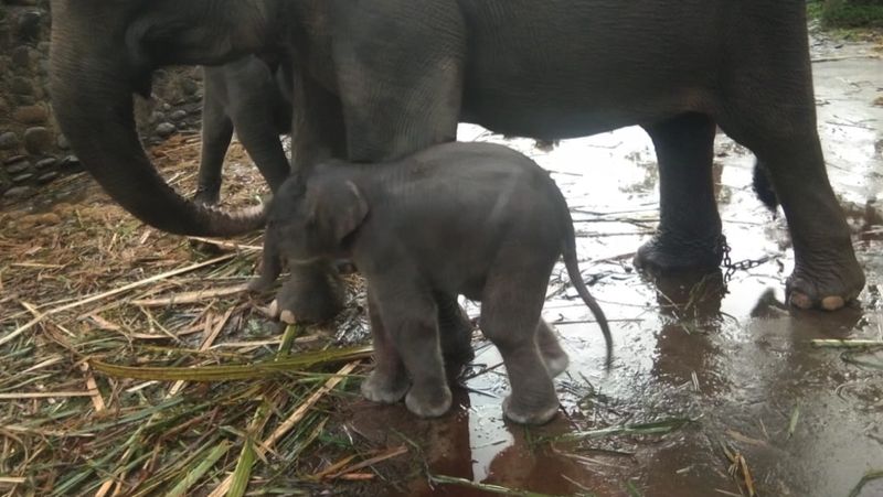 Seekor bayi gajah sumatera (Elephas maximus sumatranus) berjenis kelamin jantan baru saja lahir pada Rabu (17/11) sekitar pukul 03.00 WIB