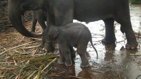 Seekor Bayi Gajah Sumatera Lahir di PLSK Tangkahan