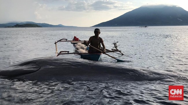 Paus sepanjang 12 meter yang mati usai terdampar dengan luka di hidung di perairan Alor, NTT, dievakuasi selama 2 jam.