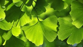 5 Manfaat Ginkgo Biloba serta Efek Sampingnya
