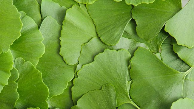 Memiliki otak cerdas dan memori tajam bisa dilakukan dengan banyak cara. Selain belajar, ternyata ada juga tanaman herbal untuk meningkatkan kecerdasan otak.
