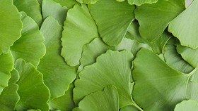 Catat, 7 Tanaman Herbal untuk Meningkatkan Kecerdasan Otak