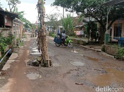Warga Tanami Pohon Pisang Jalan Rusak Menuju Bandara Abdulrachman Saleh