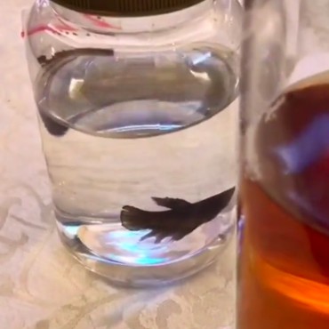 Suvenir Pernikahan Ikan Cupang, Tamu Undangan: Pulang Bawa Tanggung Jawab