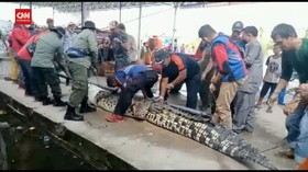 VIDEO: Buaya Raksasa di Riau Yang Resahkan Warga Dievakuasi