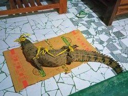Kata Warga soal Habitat Buaya di Sungai Kalibaru Banyuwangi
