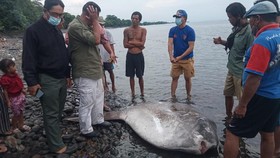 Warga Diimbau Jangan Makan Ikan Mola-mola: Banyak Parasit