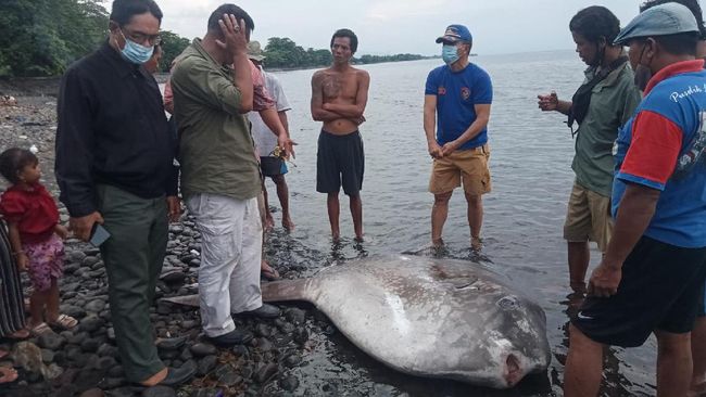 Ikan Mola-Mola Mati Terdampar di Pantai Bali