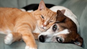 Alasan Anjing Setia, Sementara Kucing Tak Peduli Manusia